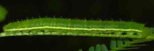 Larvae